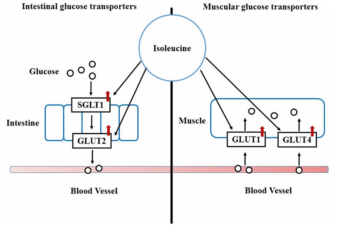Isoleucine (Ile) up-regulates intestinal and muscular transporters.