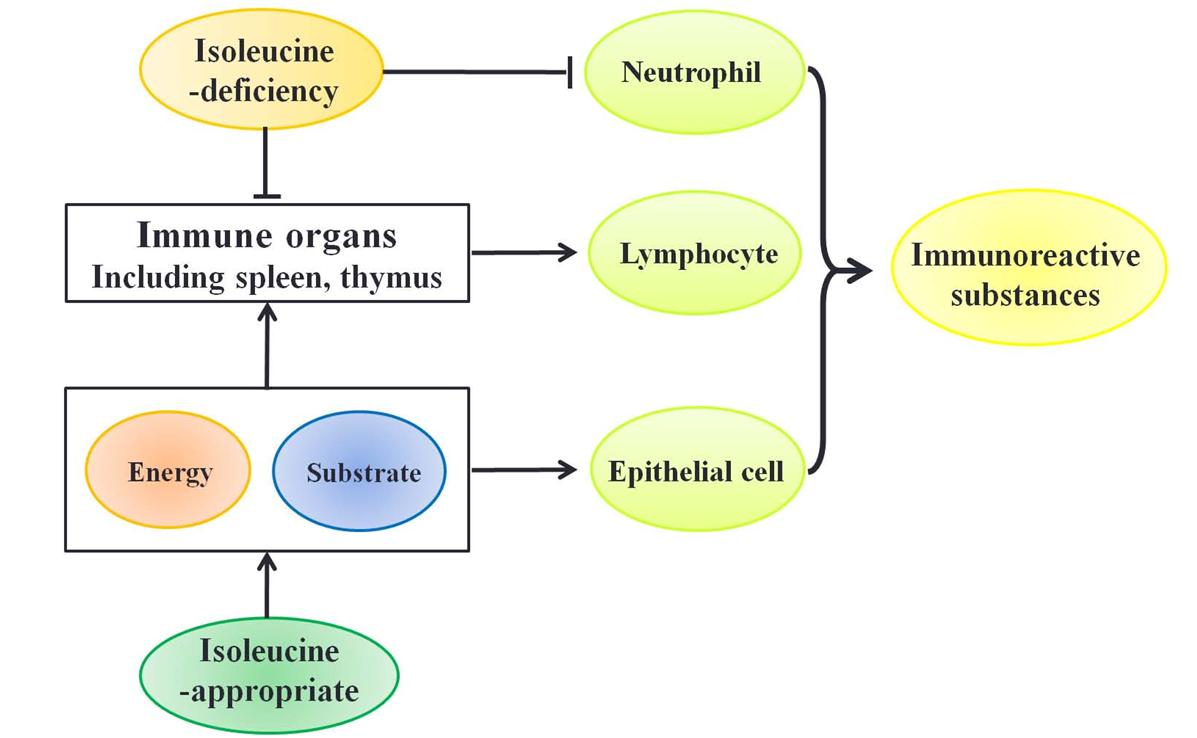 Isoleucine (Ile) maintains the immunity in vivo.