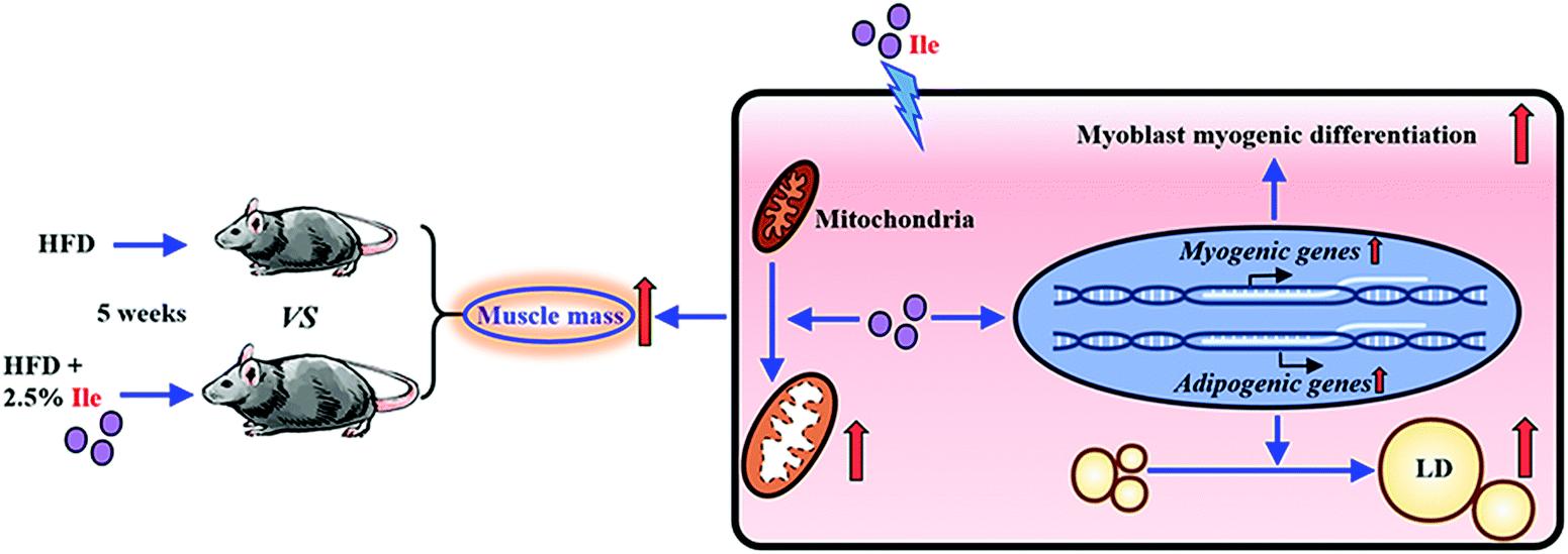 Isoleucine increases muscle mass.