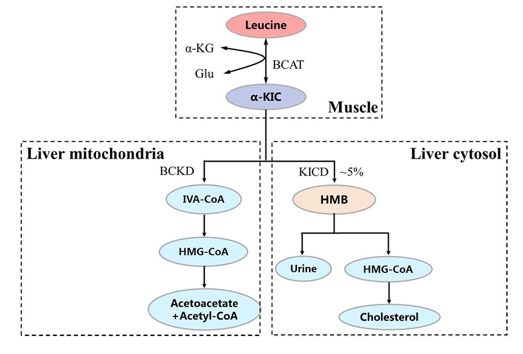The pathways of leucine metabolism in animals.