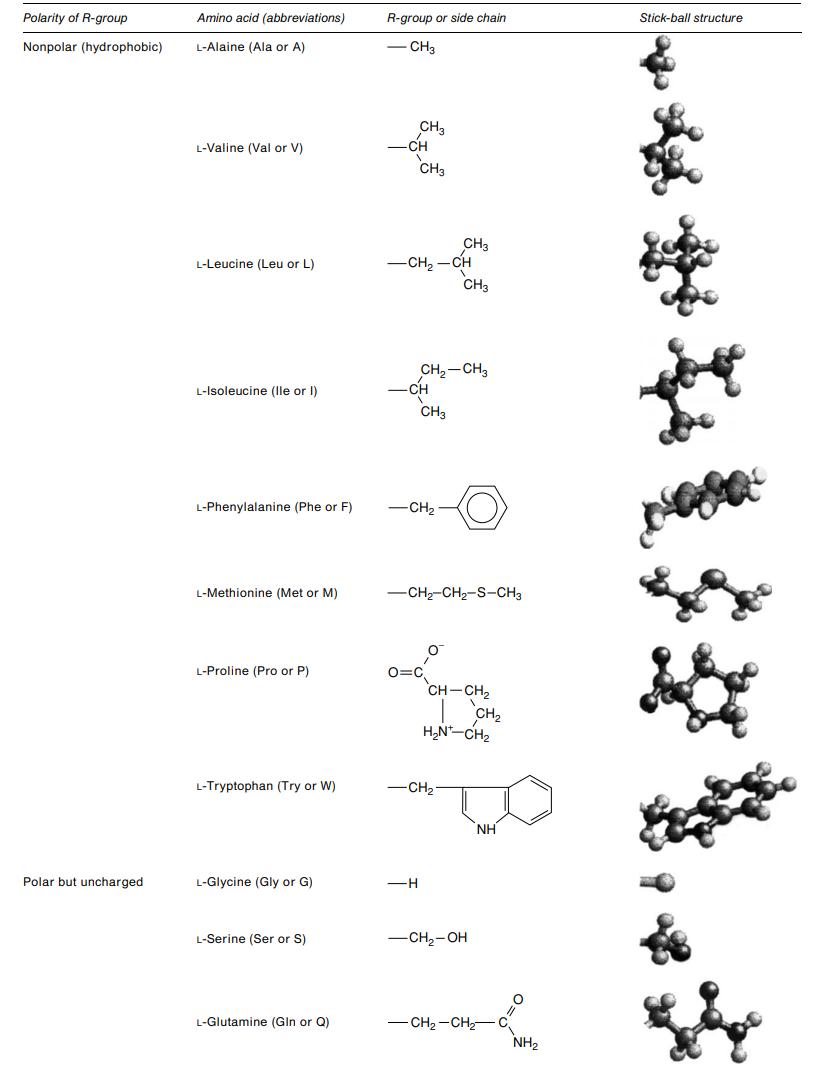 Polarity of amino acids.