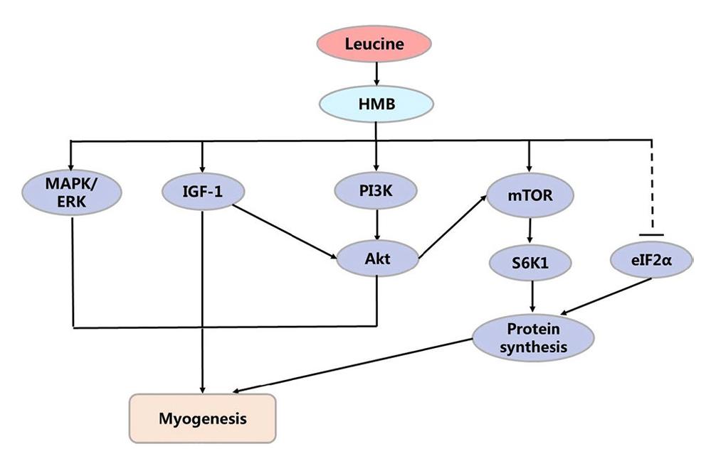 Mechanisms for leucine(Leu) to stimulate protein synthesis in skeletal muscle.