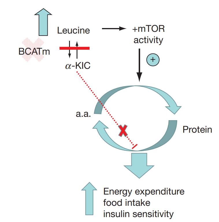 An energy-wasting futile cycle in mitochondrial BCAT knockout mice.
