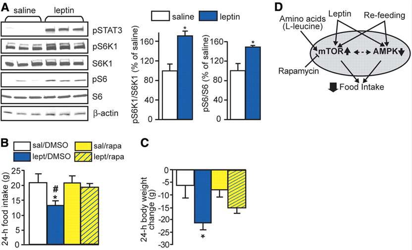 The role of hypothalamic mTOR signaling in the central anorectic action of leptin.