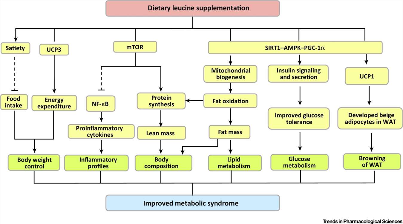 Mechanisms of the Beneficial Effects of Dietary Leucine(Leu) Supplementation.