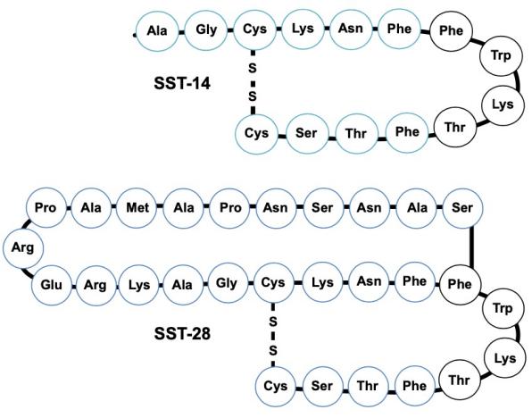 The structure of somatostatin