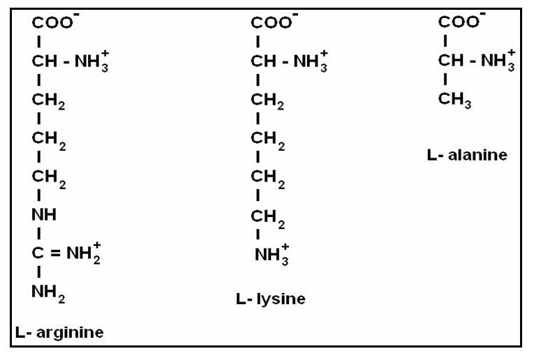 L-arginine, L-lysine and L-alanine molecular structure