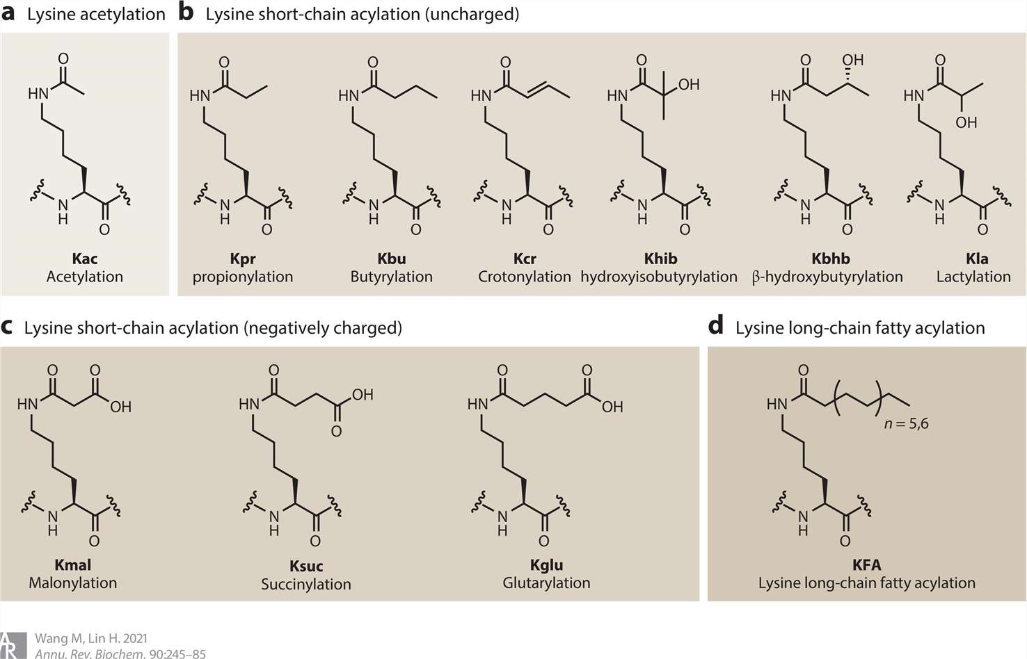 lysine modifications structures.