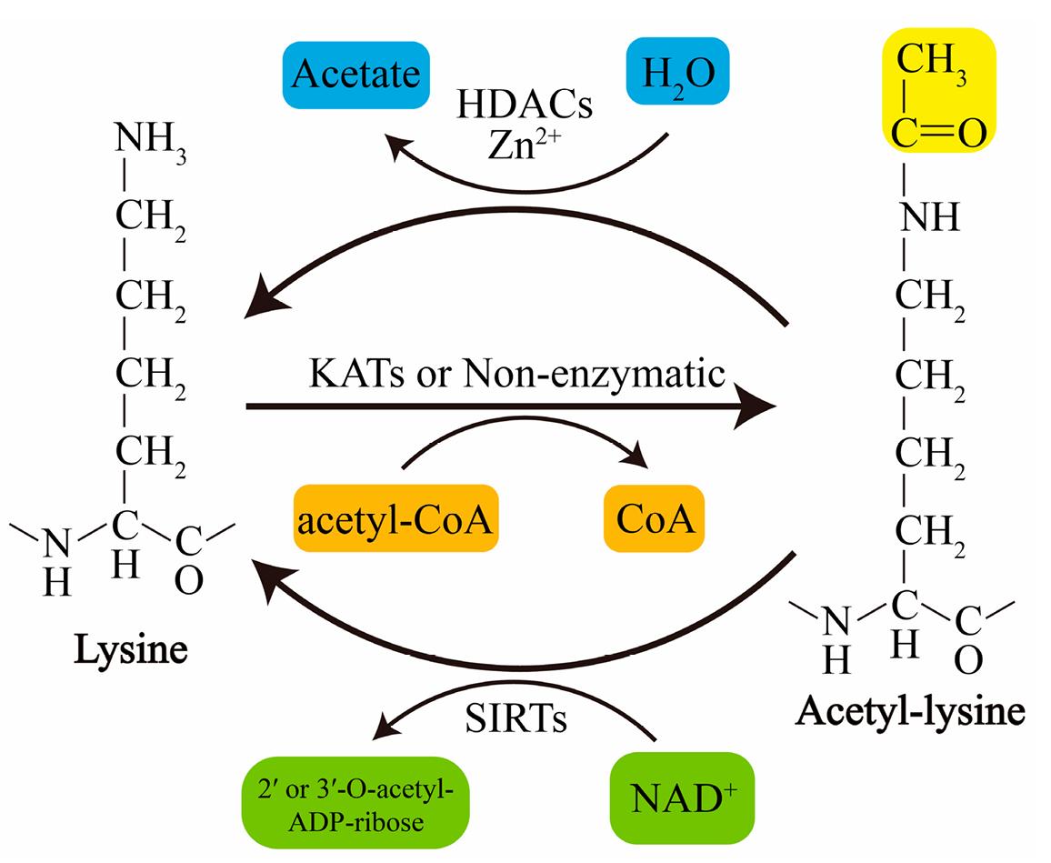 Summary of lysine acetylation and deacetylation.