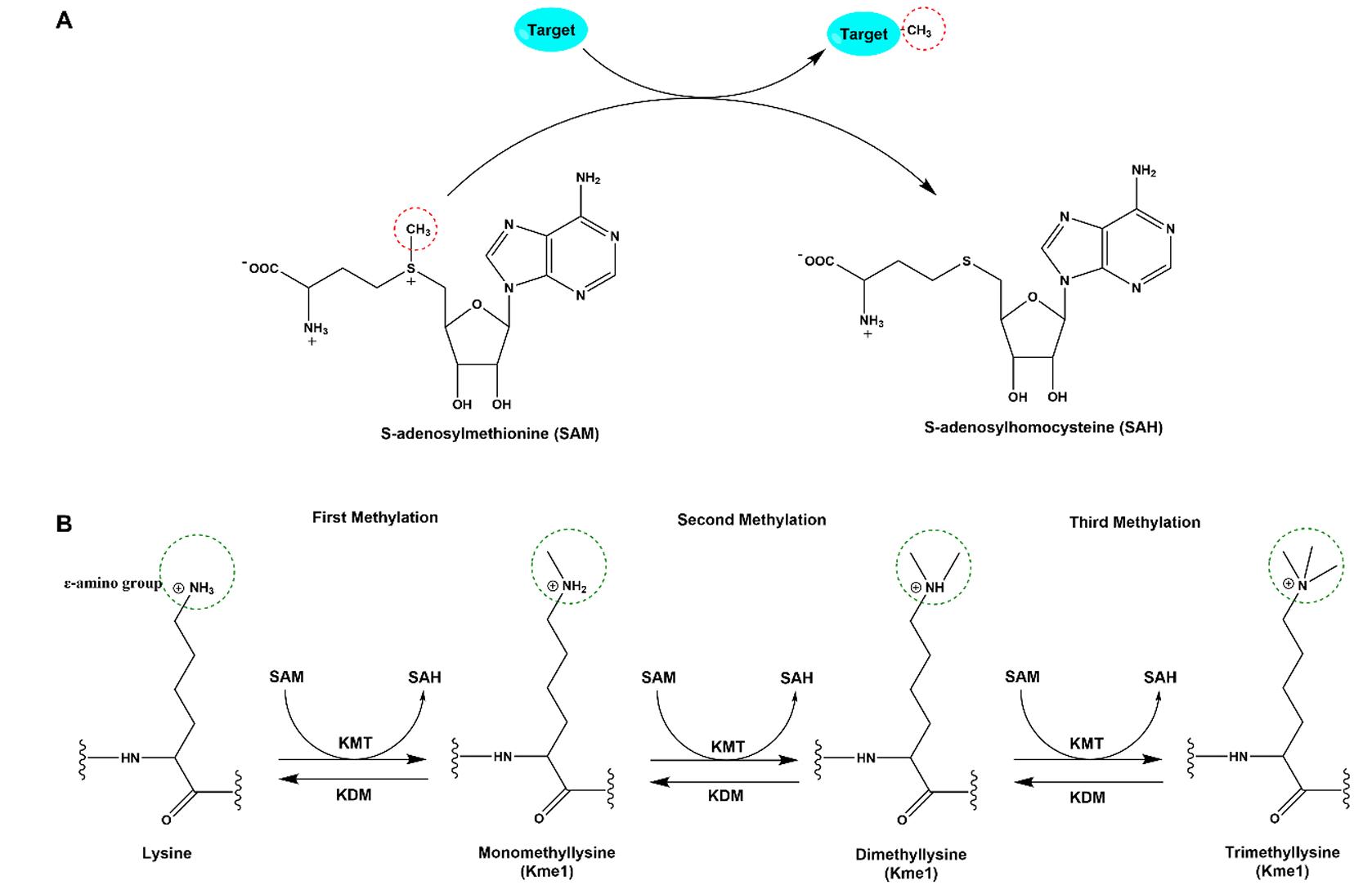 The diagram of the methyltransferase catalytic reaction.