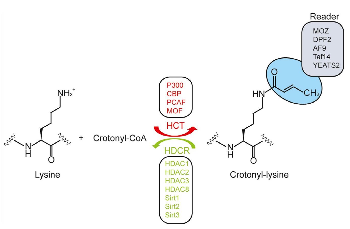 Protein crotonylation.