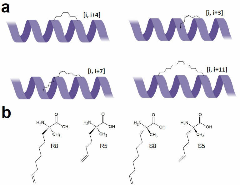 Structural patterns of staple peptides.