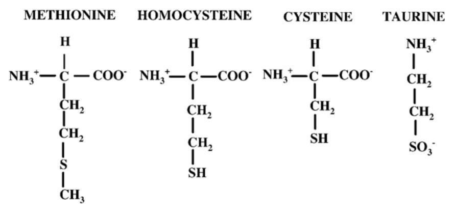 Common sulfur-containing amino acids.
