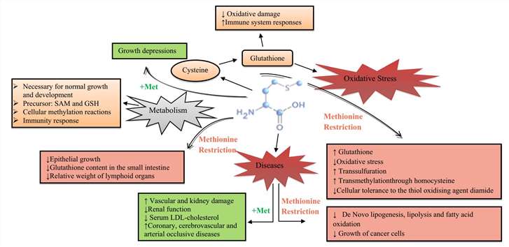 Biological activity of the methionine(Met).