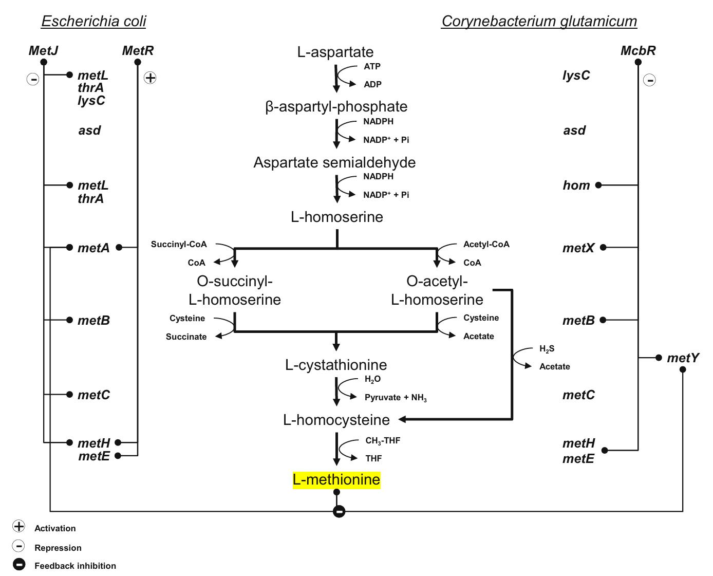 Methionine(Met) biosynthesis pathway.