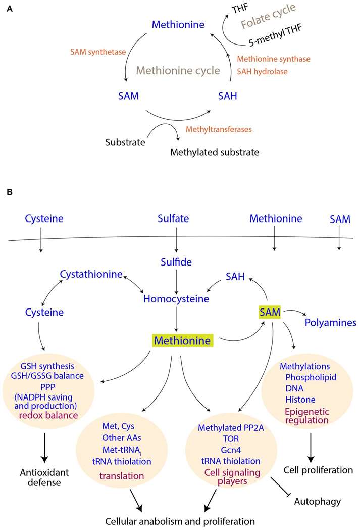 Methionine(Met) metabolism.