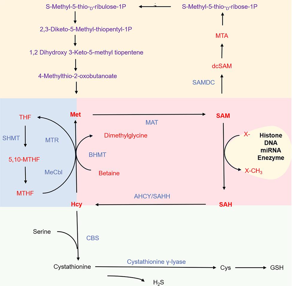 Response of methionine(Met) metabolism in the liver.