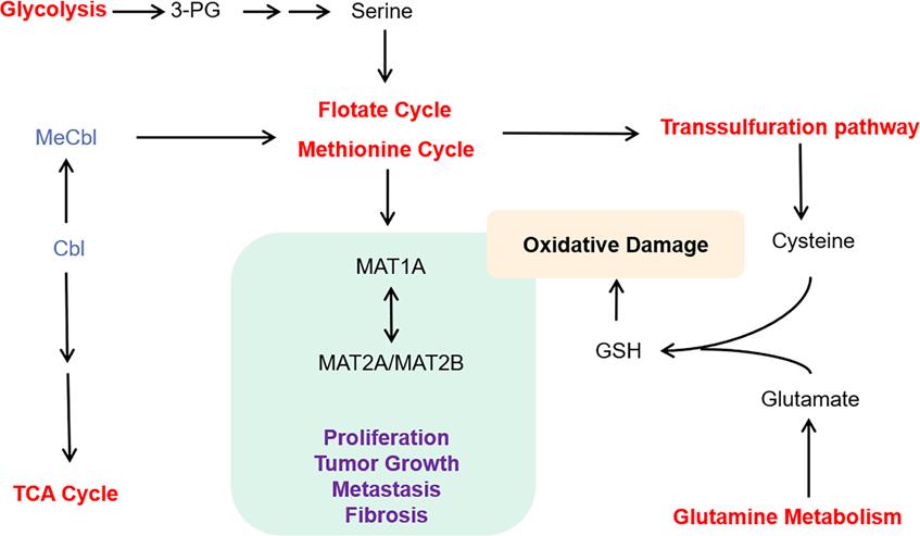 Cross talk between methionine(Met) metabolism and the other metabolism.