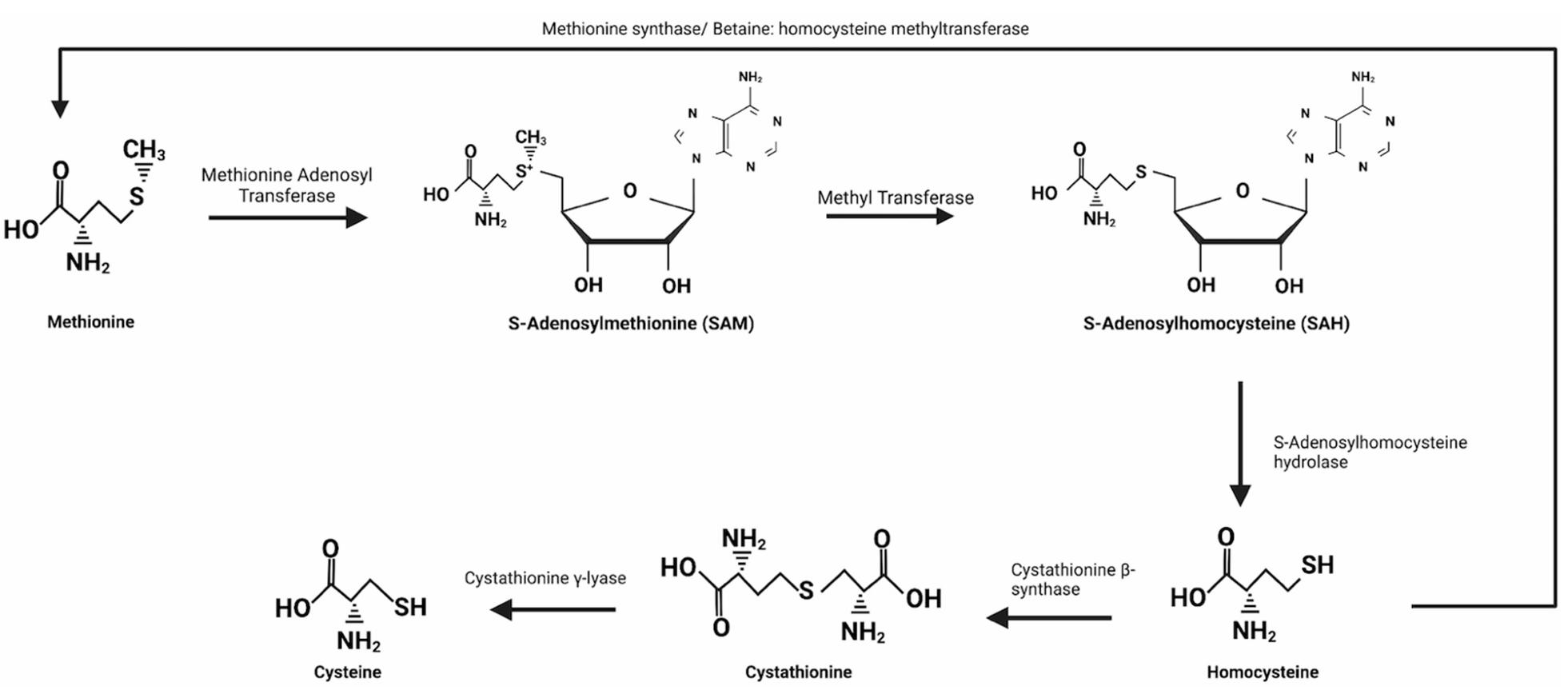 The conversion of methionine(Met) to homocysteine and cysteine.