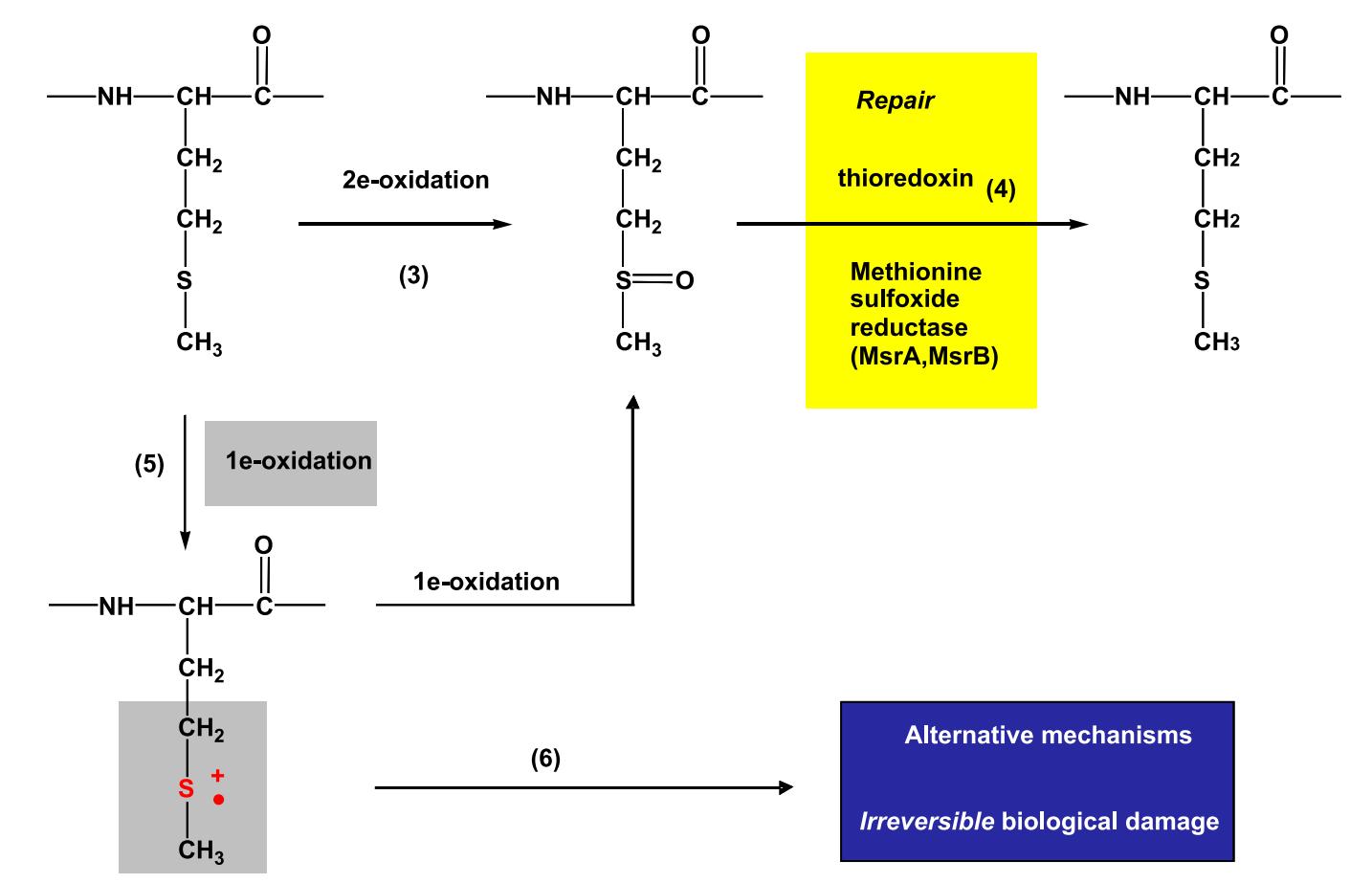 Oxidation pathways of methionine(Met).
