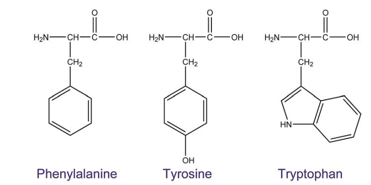 Chemical structures of phenylalanine(Phe), tyrosine, and tryptophan.