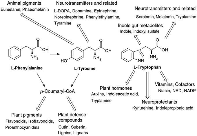 Secondary metabolites derived from the 3 amino acids. 