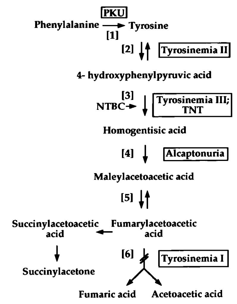 Pathway of phenylalanine(Phe) and tyrosine metabolism.