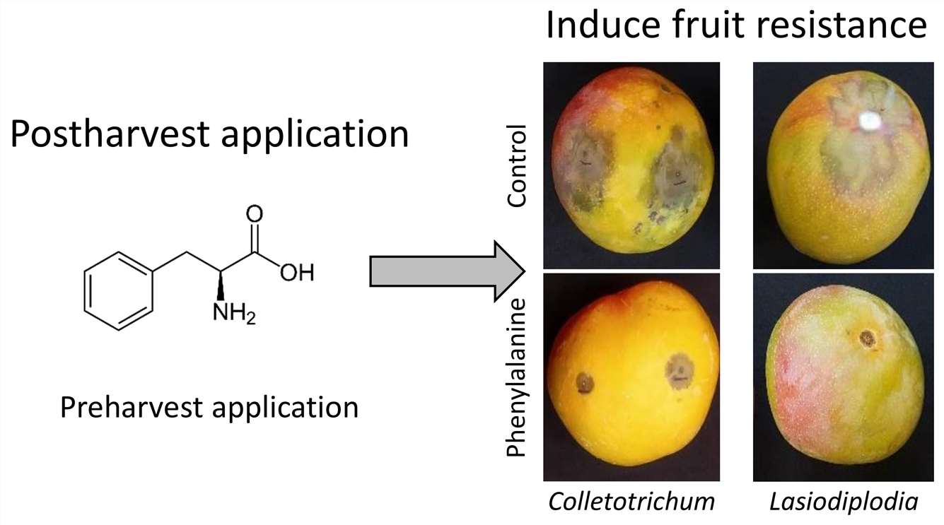 Phenylalanine(Phe) induces fruit resistance to postharvest pathogens.