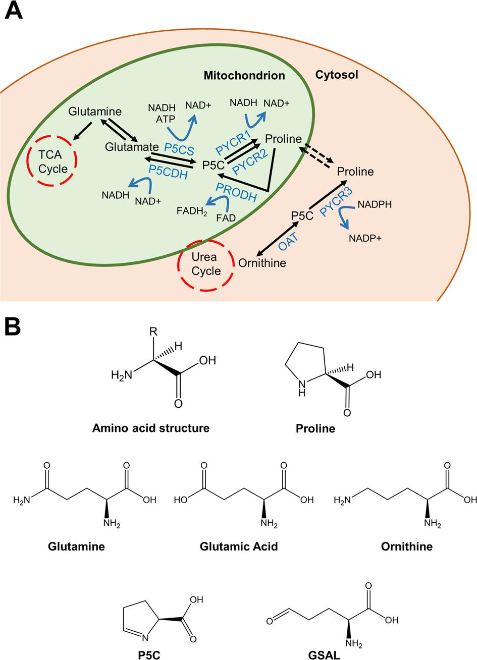 The proline(Pro) metabolic pathway.