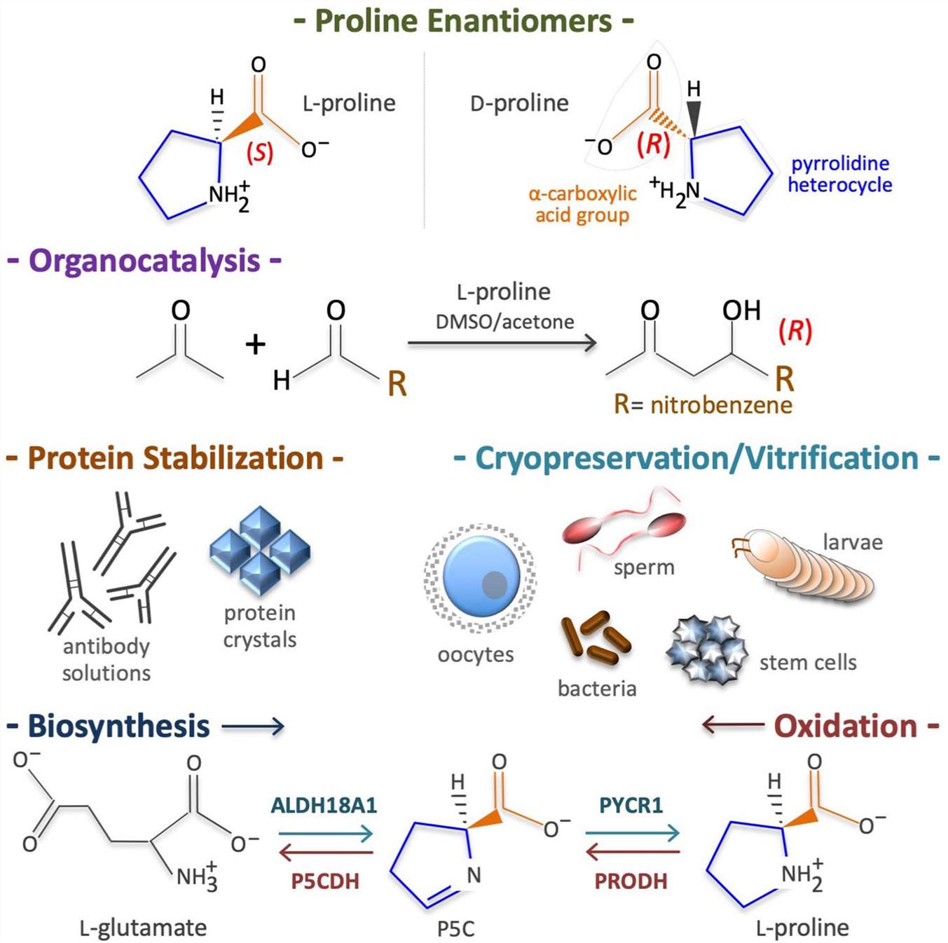 Proline(Pro) structure, uses, biosynthesis and functions.