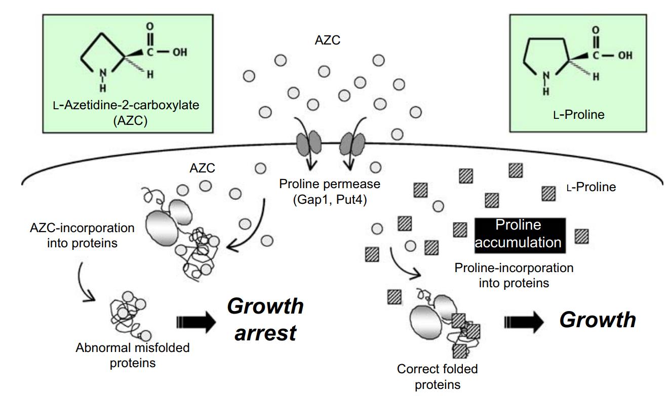 Mechanism of azetidine-2-carboxylate (AZC) sensitivity or resistance.