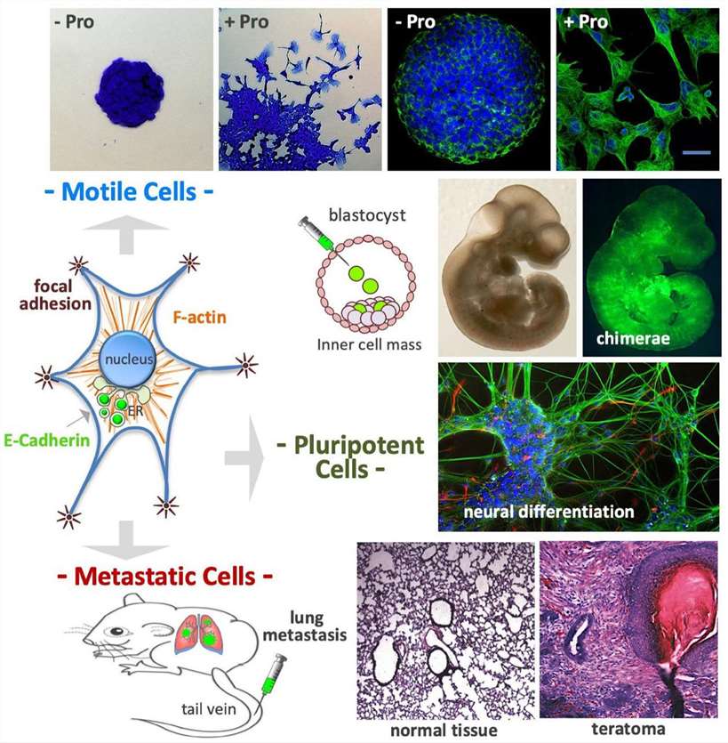 Proline(Pro) induces proliferation of stem and cancer cells.