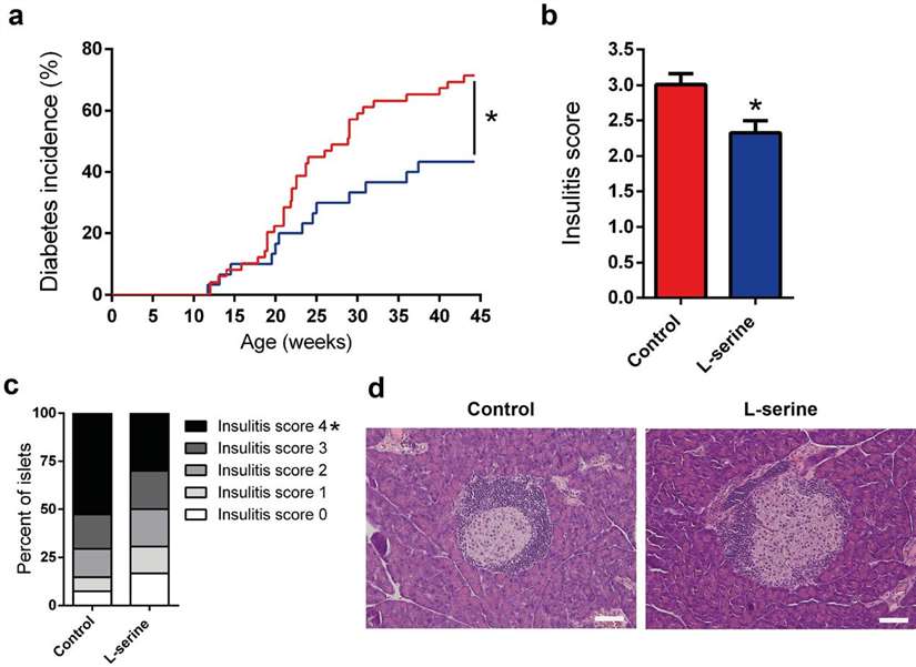 L-serine(Ser) supplementation decreases diabetes incidence.