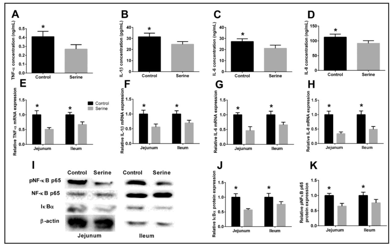 Effects of serine(Ser) on intestinal inflammation in early-weaned piglets.