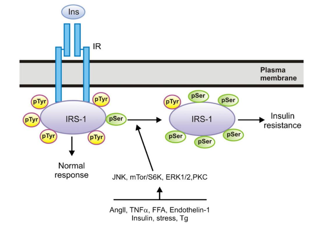 Serine(Ser)/Threonine phosphorylation of IRS-1.