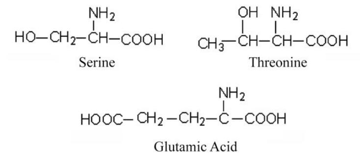 amino acids molecular structures.