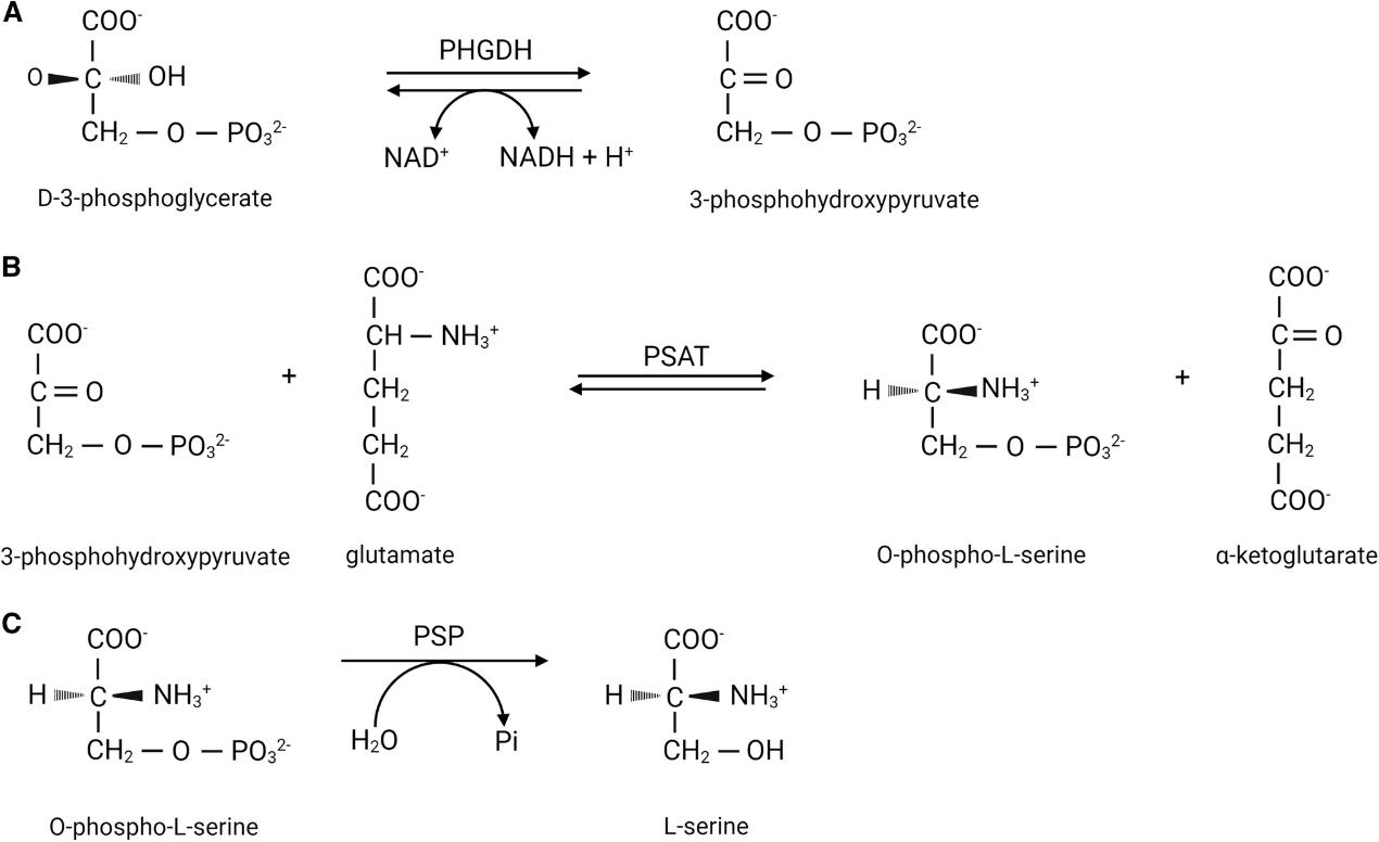 L-serine(Ser) synthesis.