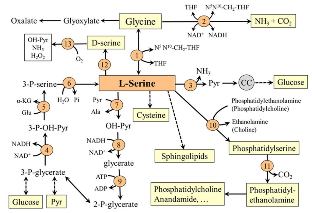 Pathways of serine(Ser) synthesis and metabolism.