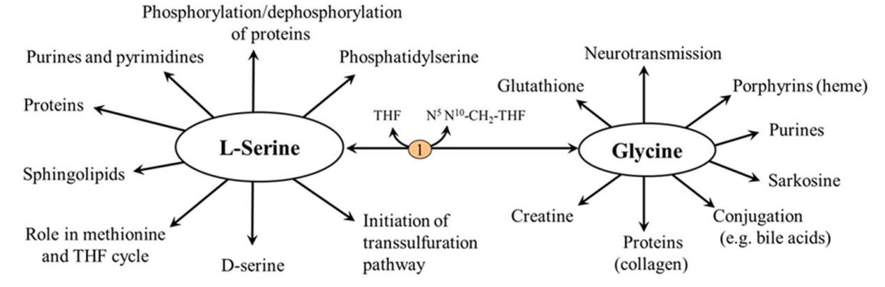 Main functions of L-serine(Ser).