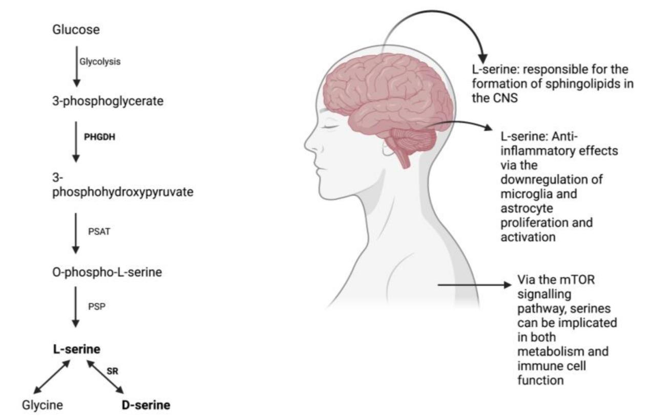 The neurological function of L-serine.