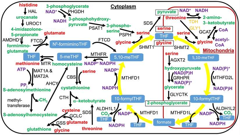 The metabolism of amino acids influence one-carbon and NADPH redox metabolism.
