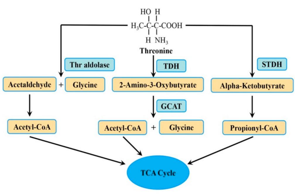 The metabolic pathway of Threonine (Thr).