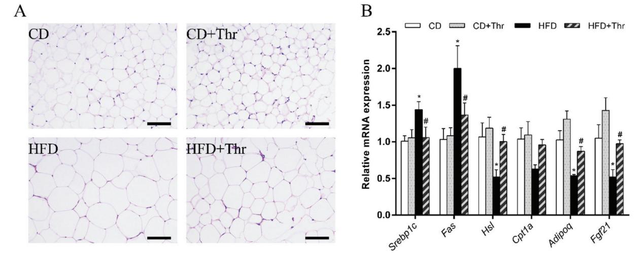 Threonine supplementation alleviated fat deposition.