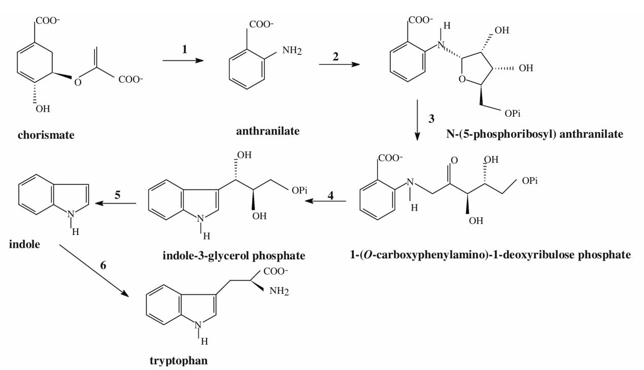 Biosynthesis of L-tryptophan(Trp).