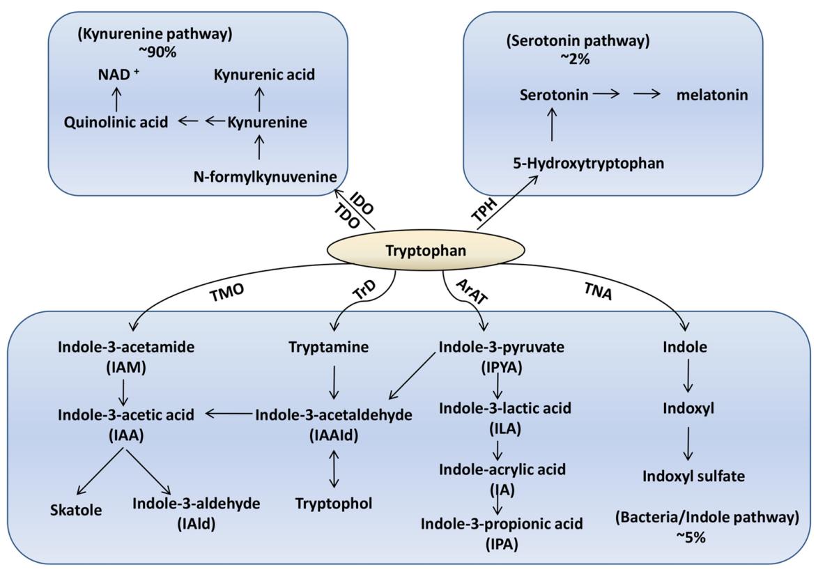 The three major pathways of tryptophan(Trp) metabolism.