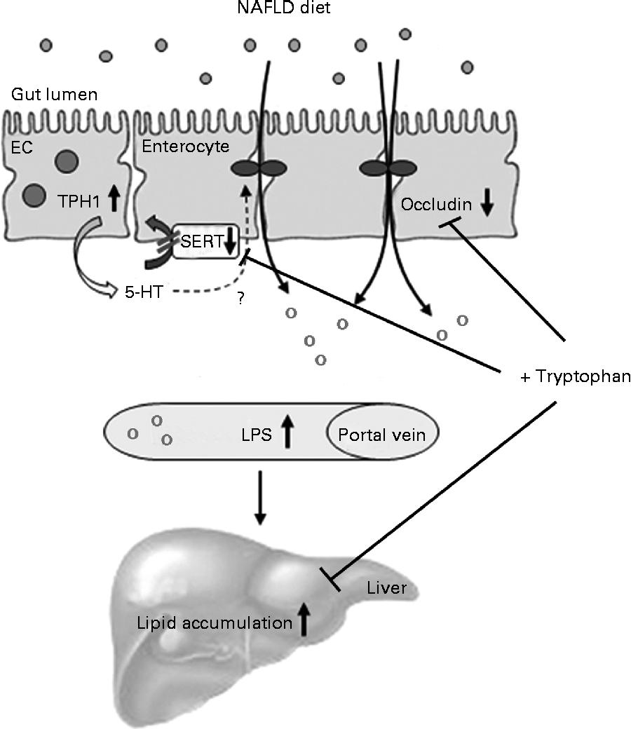 The possible influence of tryptophan on non-alcoholic fatty liver disease (NAFLD).