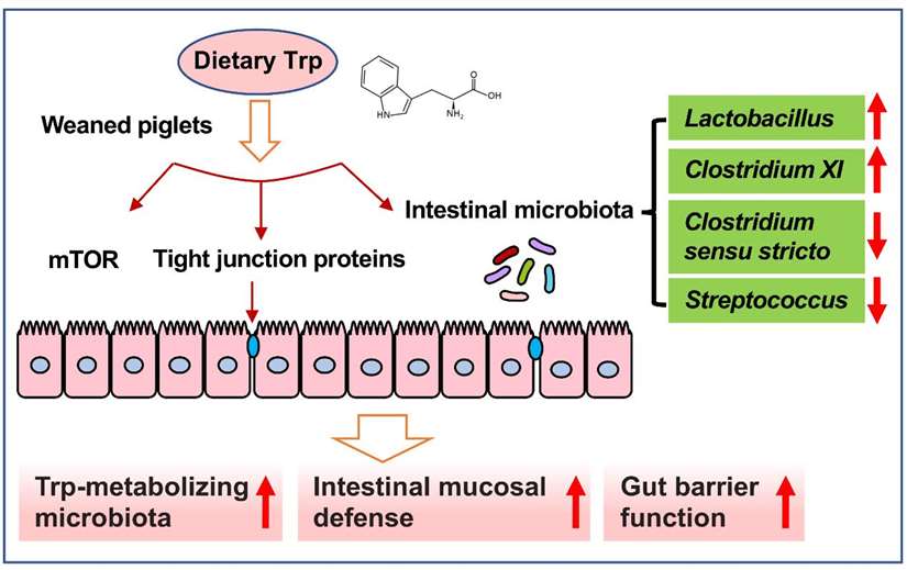 Tryptophan(Trp) supplementation enhances the intestinal mucosal barrier function.