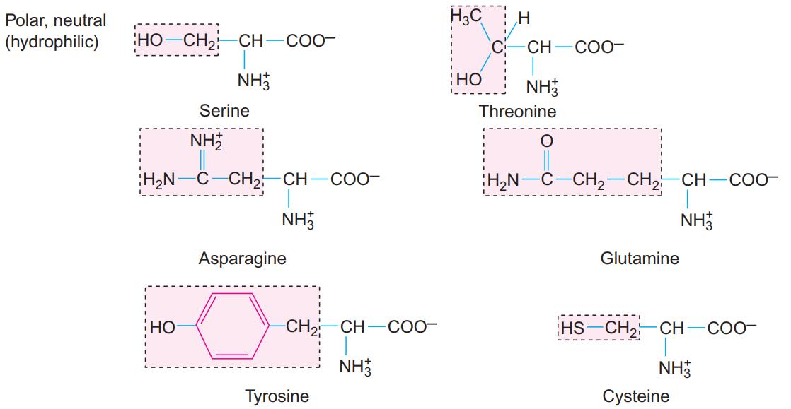 The structure of amino acids.