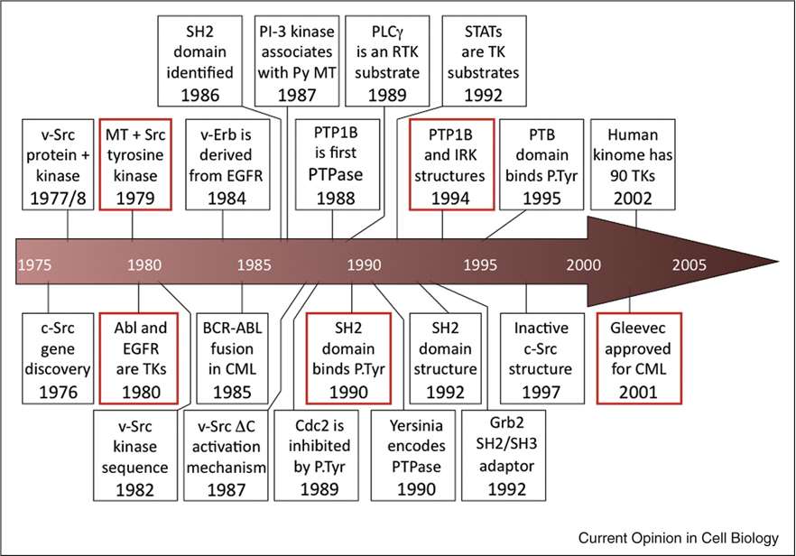 Timeline of some important discoveries in tyrosine(Tyr) phosphorylation.