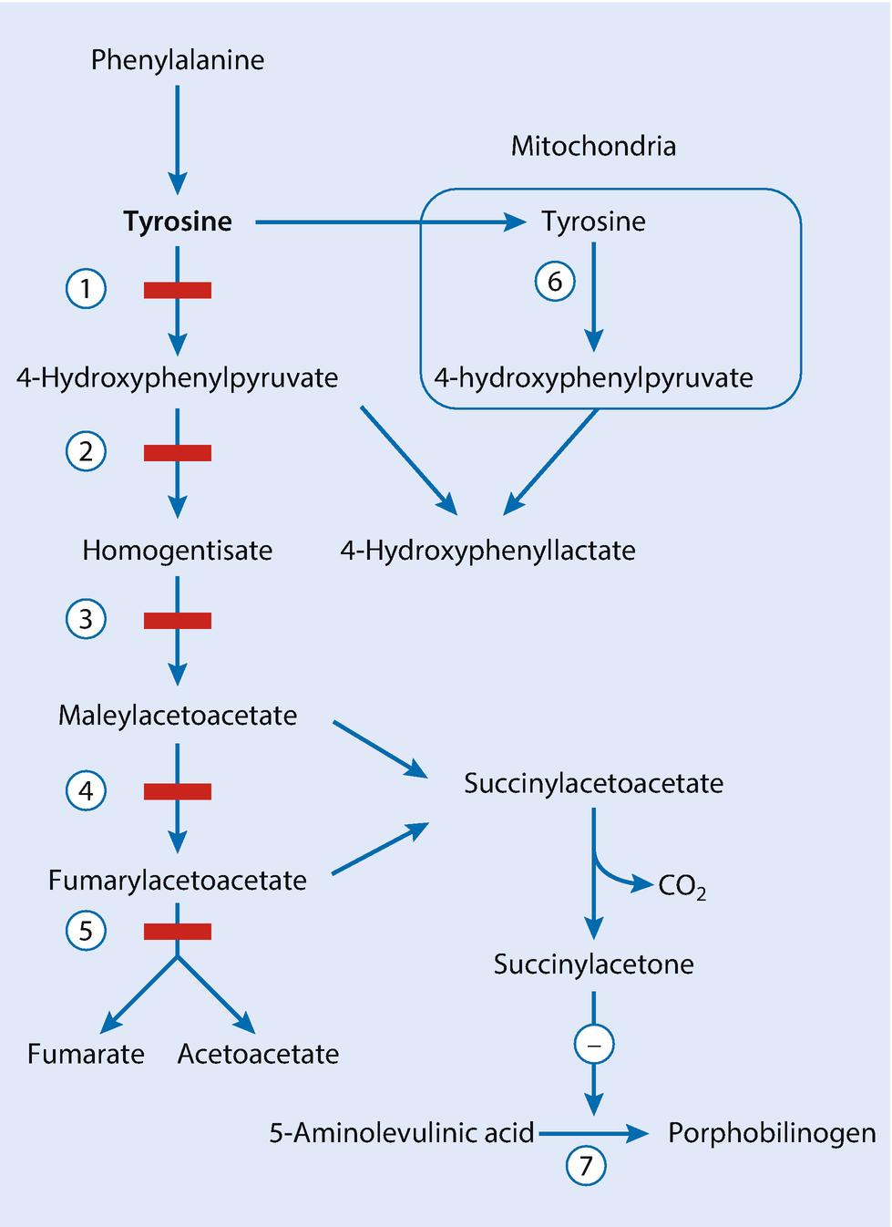 The tyrosine(Tyr) metabolic pathway.
